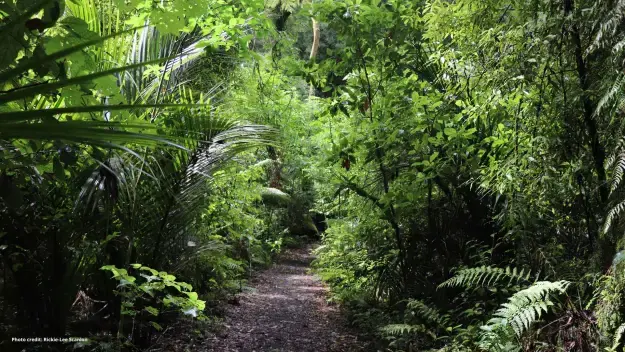 a path through a forest