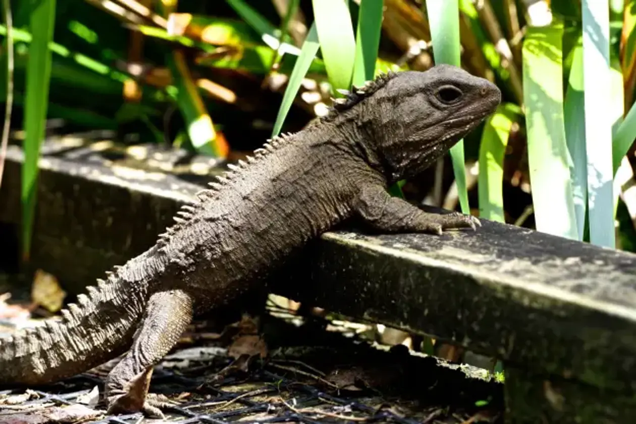 a lizard on a bench