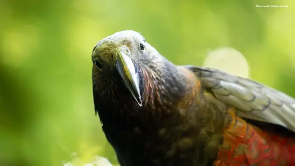 Kākā, a New Zealand parrot