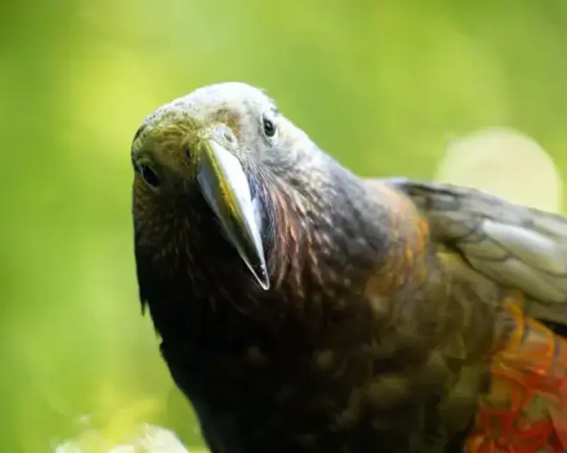Kākā, a New Zealand parrot